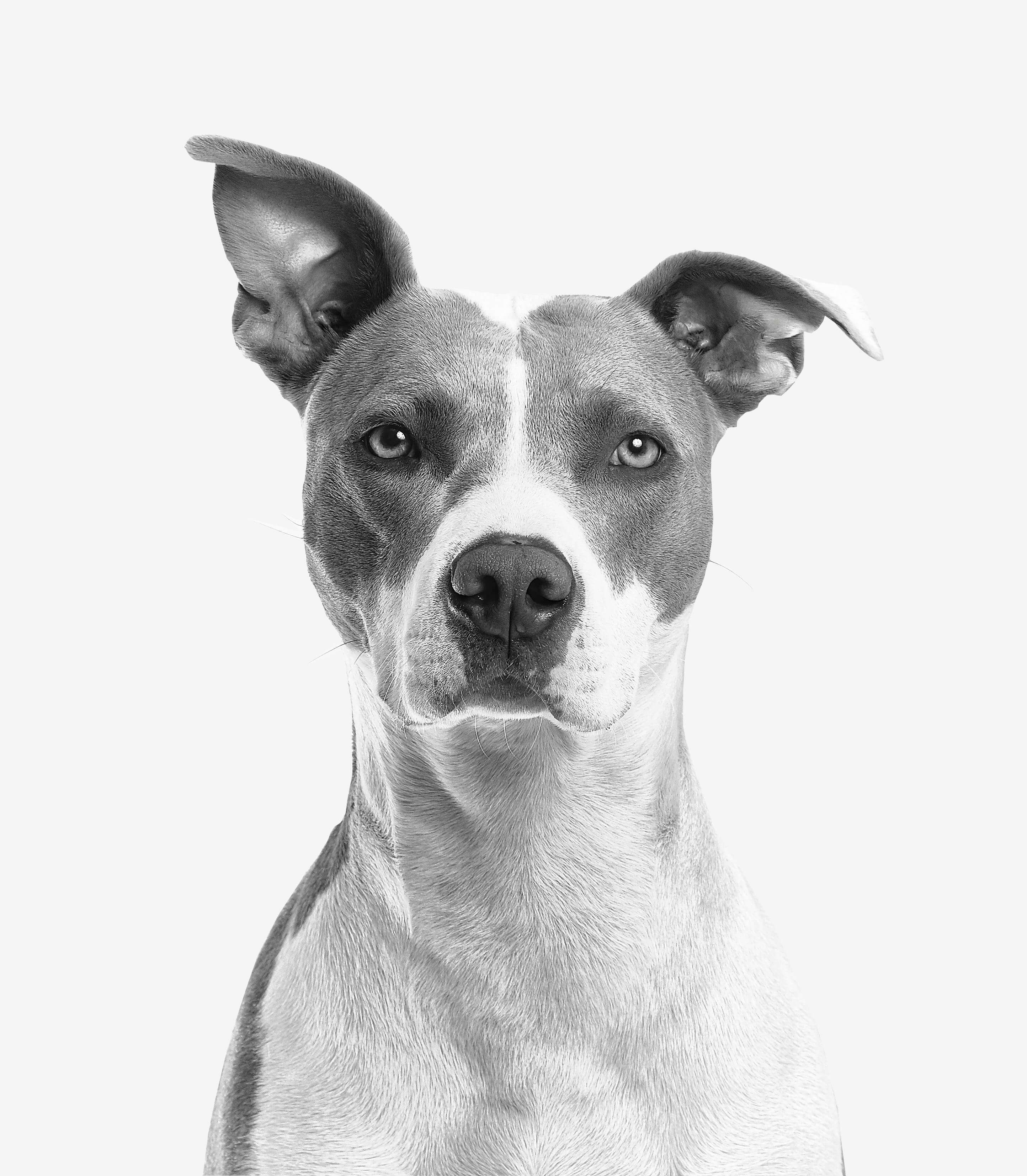 Pet Video Generator