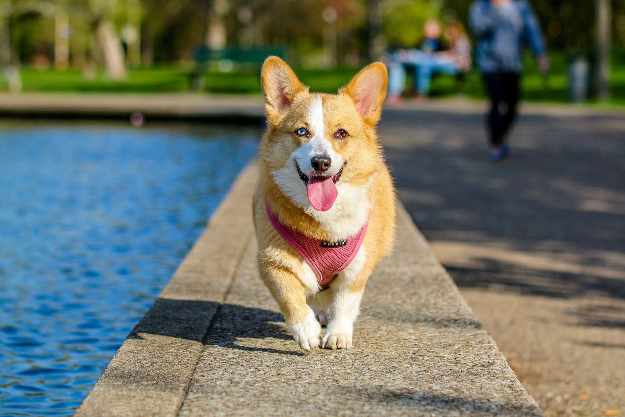 Pet Age Calculator